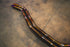 Lamborghini Urus Valved Sport Exhaust System - Legends Auto Parts