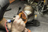 Fabspeed - BMW M235i (F22) Sport Cat Downpipe - Legends Auto Parts